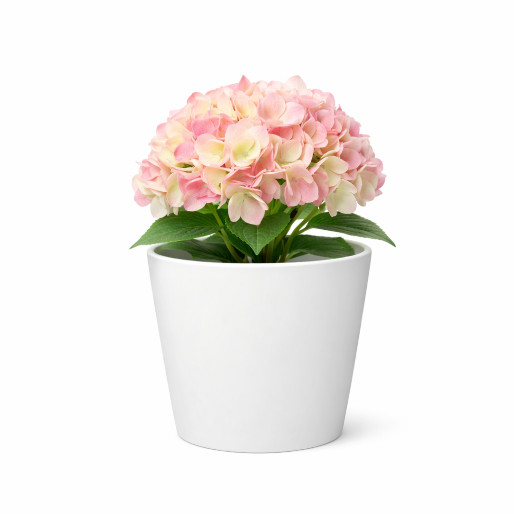 POT DE FLEUR BLANC RB-CRX01-30